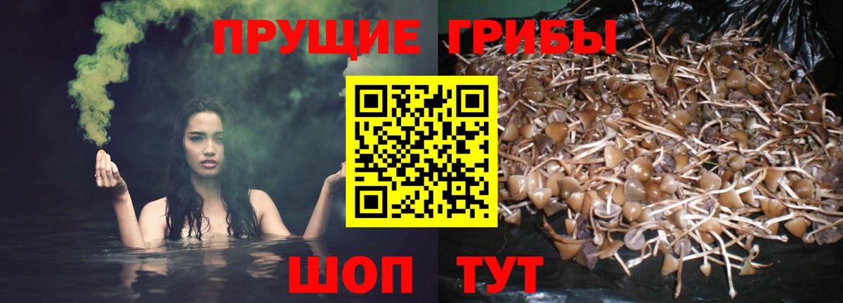 Псилоцибиновые грибы Cubensis Иркутск